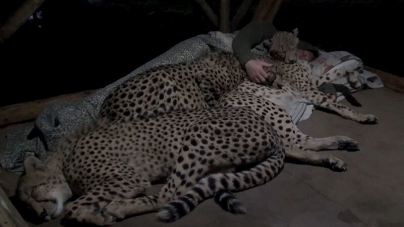 Смотритель утешает гепардов, когда они волнуются в ночное время