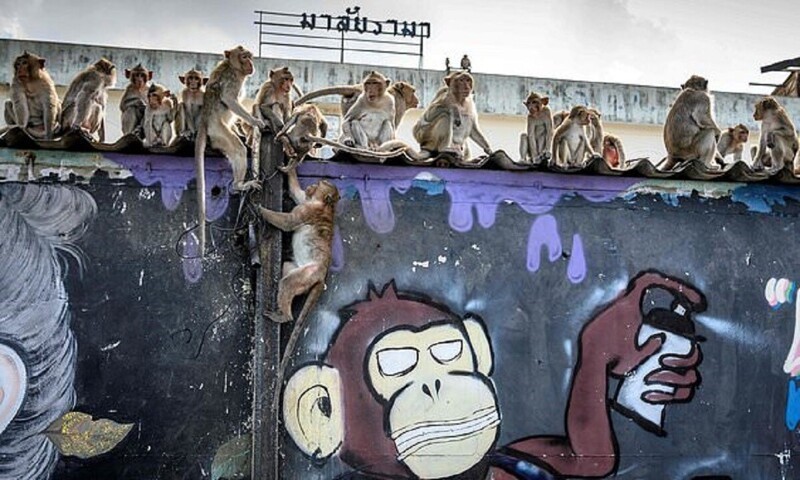 В тайском городе царит обезьяний террор
