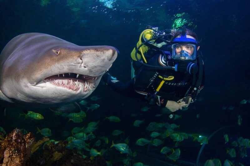 Песчаная тигровая акула. (Фото Donovan Lewis/BIAZA 2020 Photography Competition):
