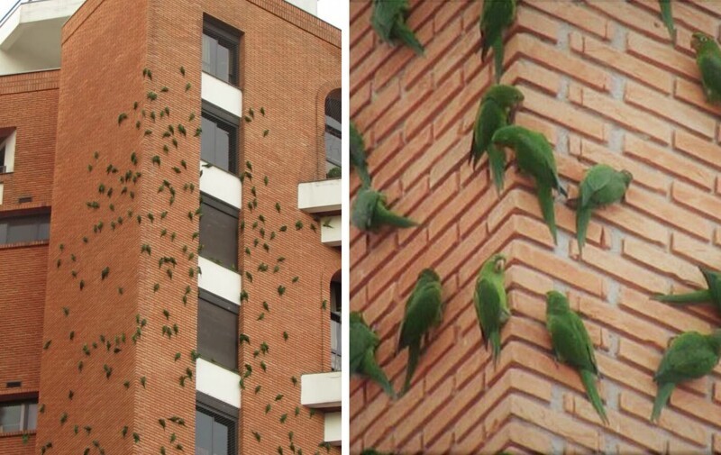 В состав глины для кирпичей по ошибке добавили полезные для попугаев частицы. Поэтому они радостно расковыривают стену здания, вытаскивая вкусняшку.