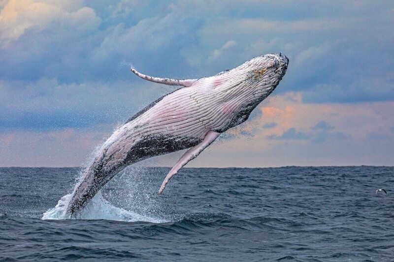40-тонный кит полетел. (Фото John Goodridge):