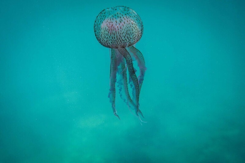 Тело медузы на 98 % состоит из воды. Даже самые крупные медузы, чьи линейные размеры превышают метр, а масса доходит до нескольких центнеров, не способны противостоять морским течениям, поэтому рассматриваются в составе планктона. (Фото Ibrahim Chalh