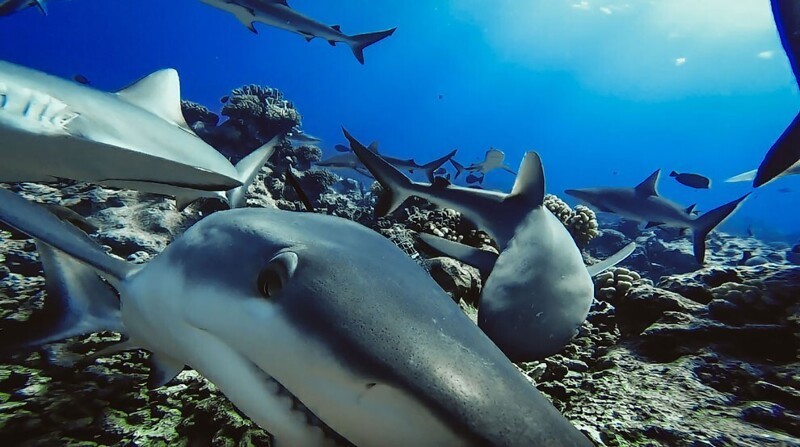Серая рифовая акула. Обитают в Индийском и Тихом океанах, встречаются на глубине от 1 до 330 м. Максимальная зарегистрированная длина — 213 см. (Фото Global Finprint):