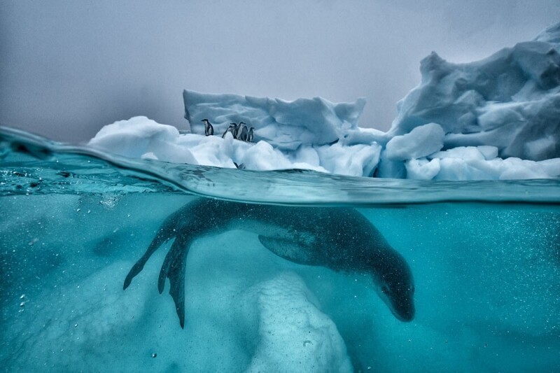 Морской леопард патрулирует территорию. Страшный хищник. (Фото Cristina Mittermeier):