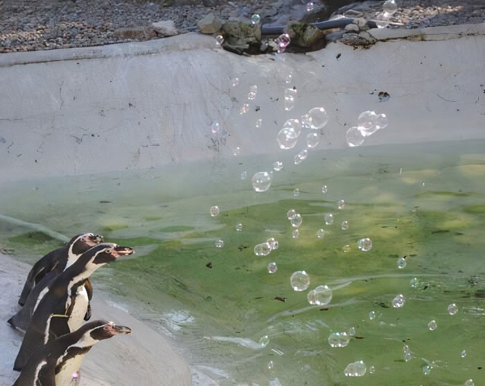 Как дети малые: пингвины и машина для мыльных пузырей