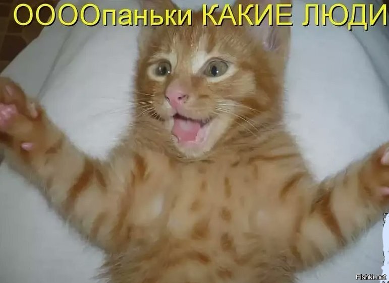 Ооо какие люди. Смешной привет. Какие люди. Смешные рыжие котята с надписями. Привет котенок.