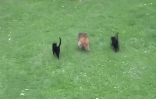 Гифки разные