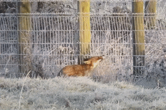 Гифки разные