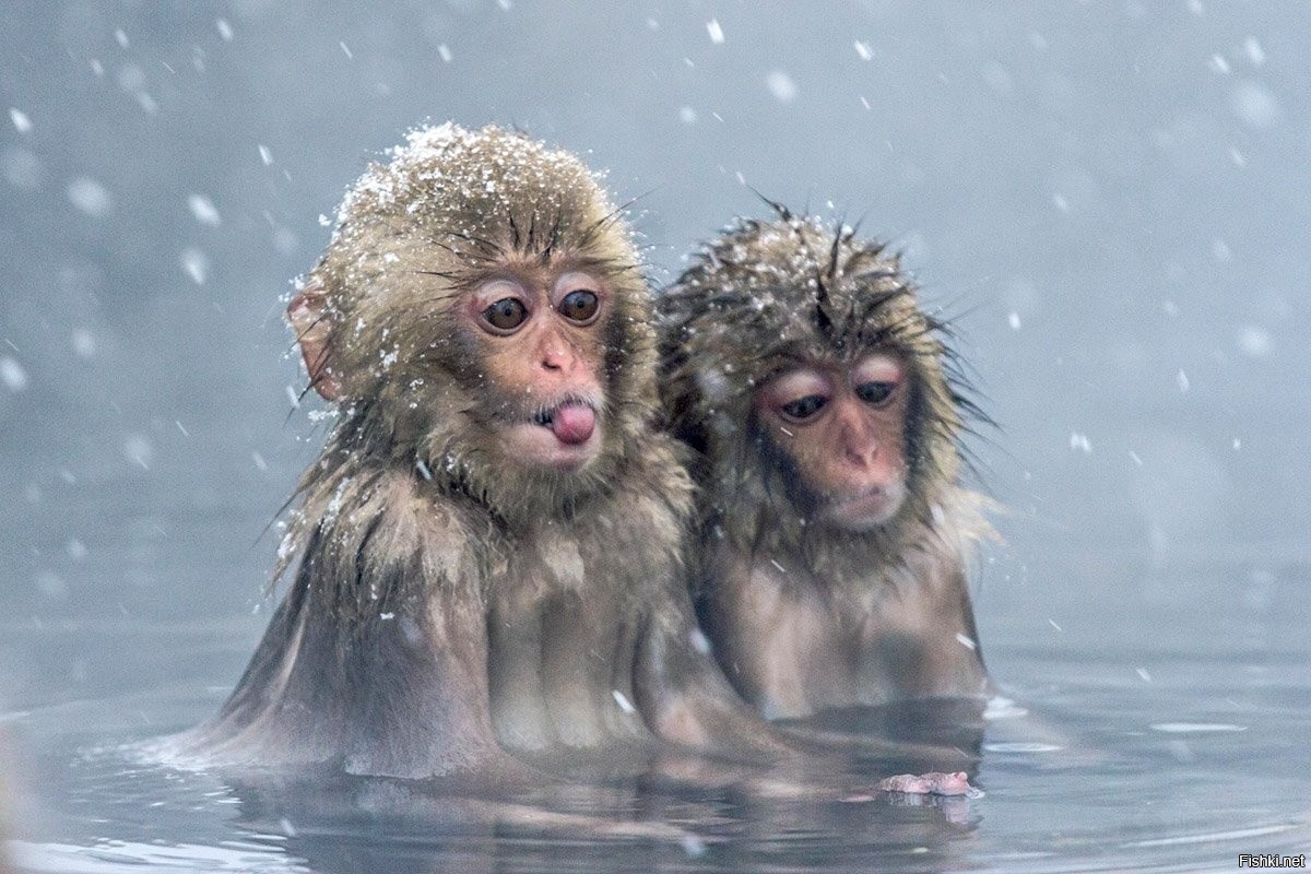 Японские обезьяны в термальных источниках