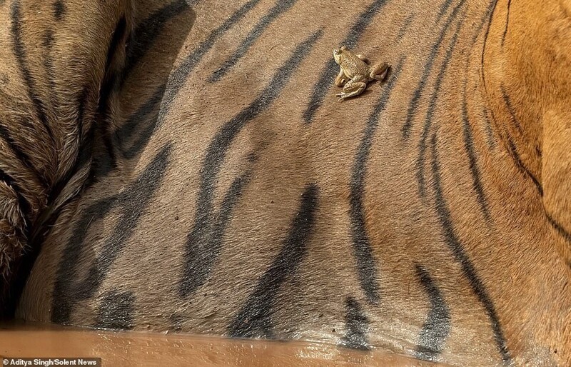 "Это мое место!": бесстрашная лягушка донимает тигра 