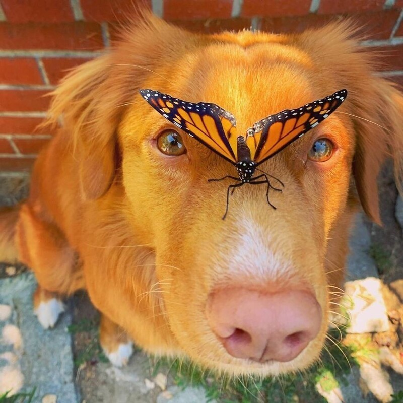 Майло - чудо-пес, который дружит с бабочками