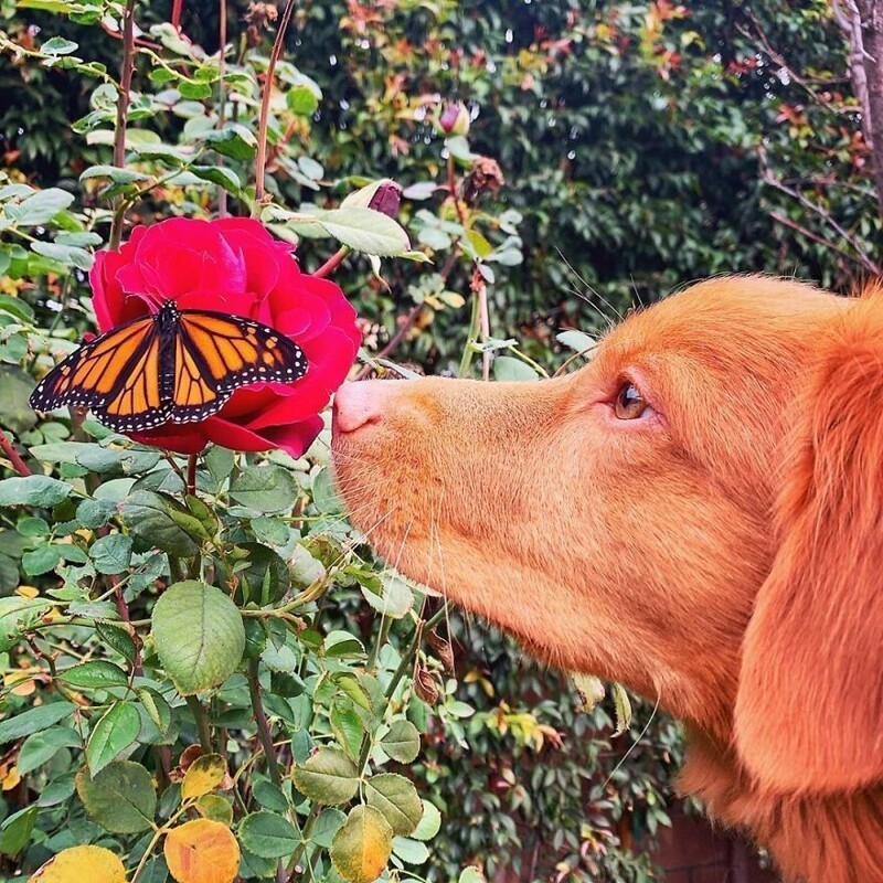 Майло - чудо-пес, который дружит с бабочками
