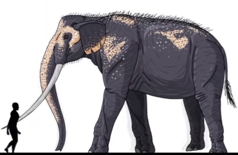 18. Palaeoloxodon или лесной слон