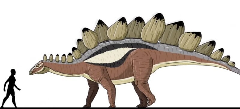 13. Стегозавр