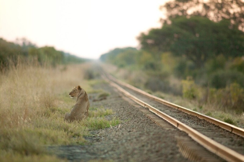 Львица и железнодорожная ветка в национальном парке «Хванге». (Фото Brent Stapelkamp | Courtesy of Anastasia Photo):