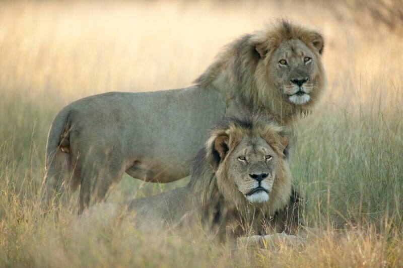 Лев Сесил и его союзник, 27 мая 2015. Это одна из последних фотографий знаменитого льва.  (Фото Brent Stapelkamp | Courtesy of Anastasia Photo):
