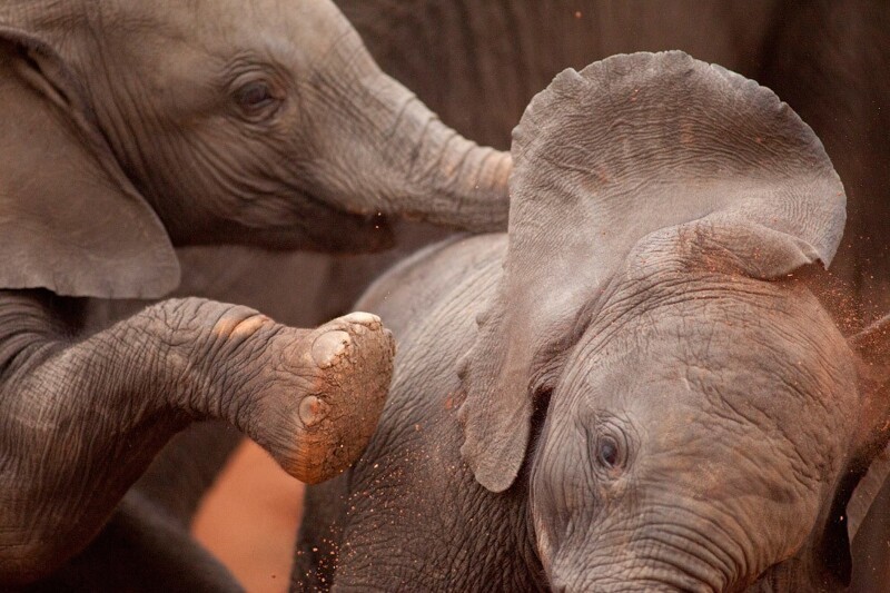  Игры слонов, 5 ноября 2014. (Фото Brent Stapelkamp | Courtesy of Anastasia Photo):