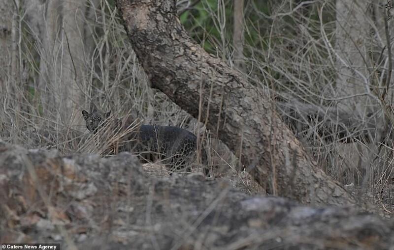 В индийском заповеднике в объектив камеры попал редкий черный леопард