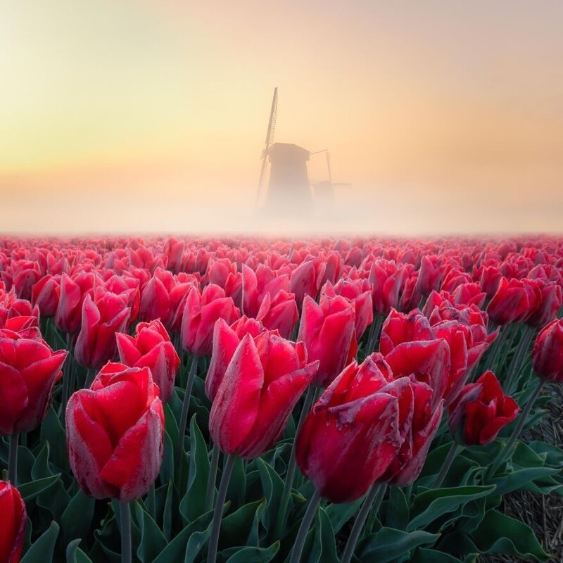 Тюльпаны в тумане (Нидерланды)