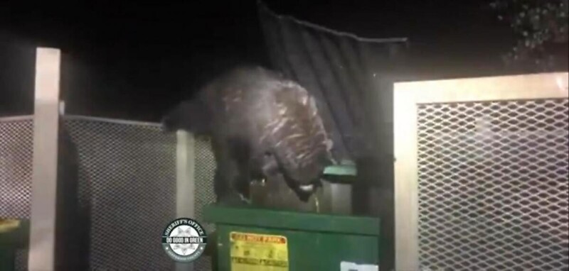 Спасатели достали трех медвежат из мусорного контейнера