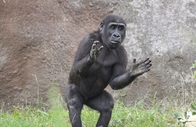 Маленькая горилла хлопала и танцевала перед посетителями в чешском зоопарке