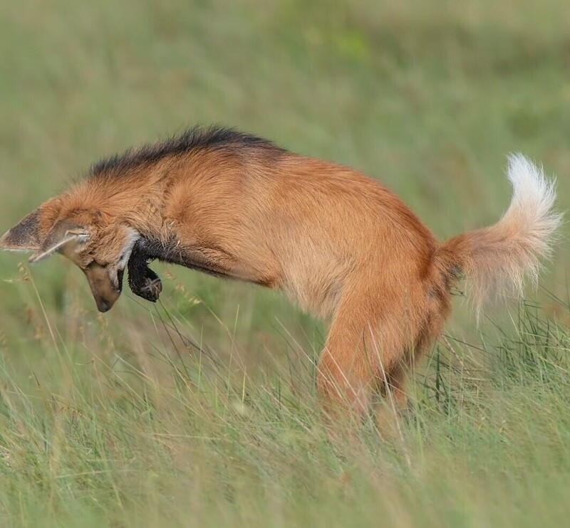 Необычно длинные ноги нужны гривистым волкам, чтобы разглядеть свою добычу в высокой траве