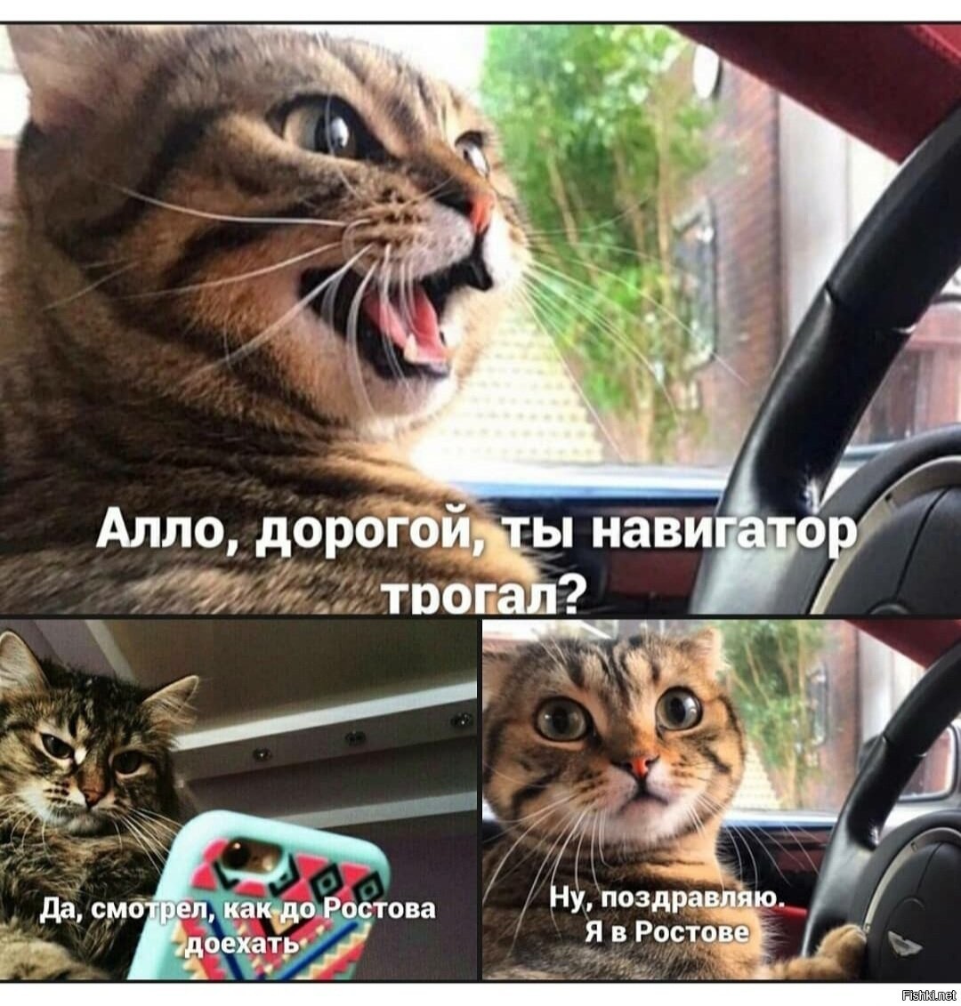 кот в такси. котик в такси. кот таксист. кошачье такси. котик таксист.