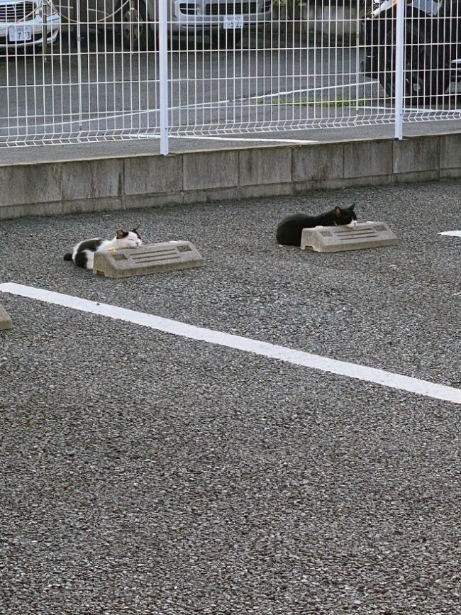 Вот как японские кошки используют парковочные барьеры