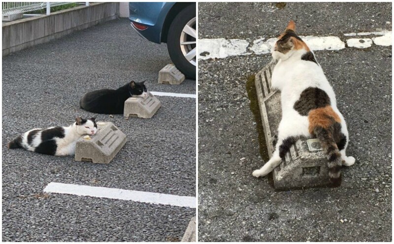 Кошки, спящие на парковочных барьерах - милота!