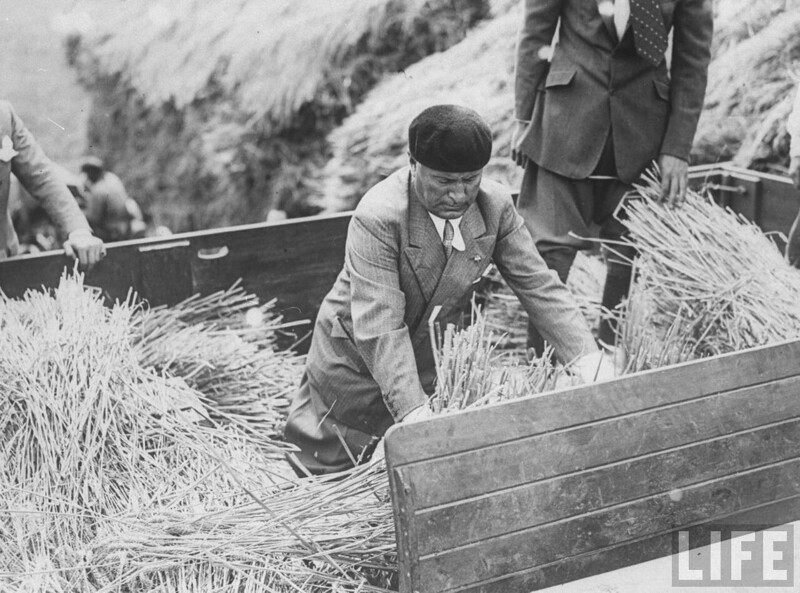 Бенито Муссолини перевозит тюки сена во время сбора первого урожая на мелиорированных Понтийских болотах.1930