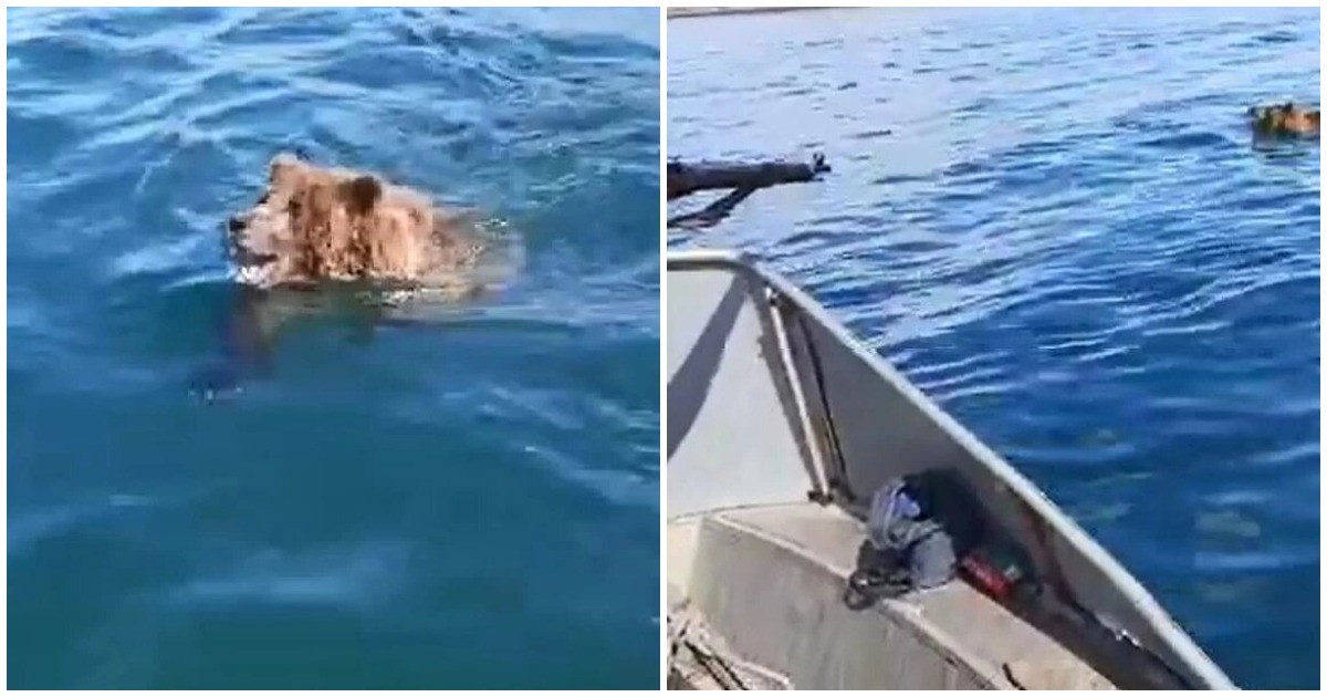 Нападение реки. Медведь в лодке. Катер медведь. Медведь напал на лодку. Медведь напал на рыбаков в лодке.