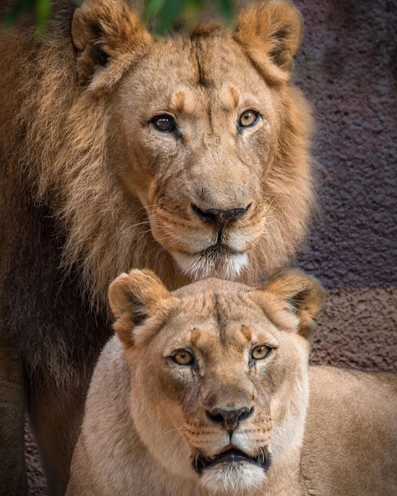 В США усыпили пару львов, которые прожили вместе 6 лет