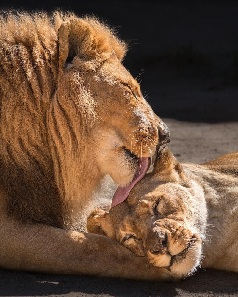 В США усыпили пару львов, которые прожили вместе 6 лет