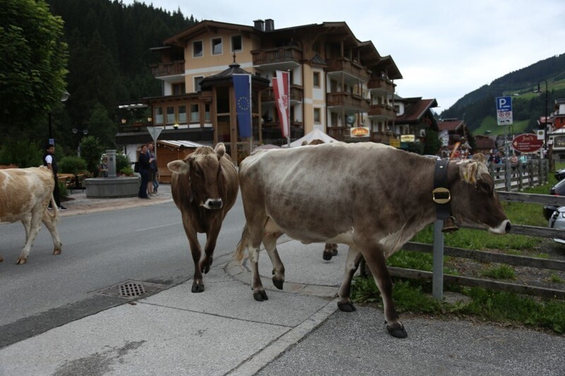 Призвание – фермер: Австрия, молоко, коровки и кризис животноводства