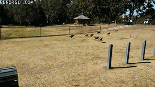 Гифки разные