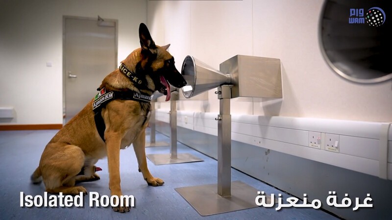 В аэропорту Дубая собак научили выявлять коронавирус