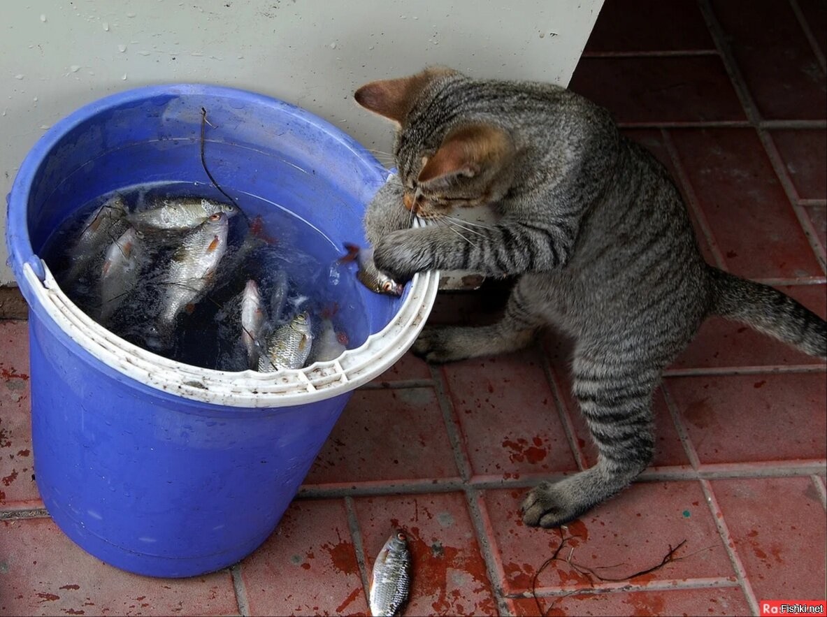 Домой на ведрах. Кот стащил рыбу. Кот с рыбой. Кот ворует рыбу. Кот в ведре.
