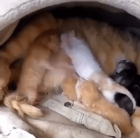 Гифки Гифки