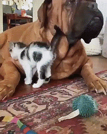 Гифки Гифки