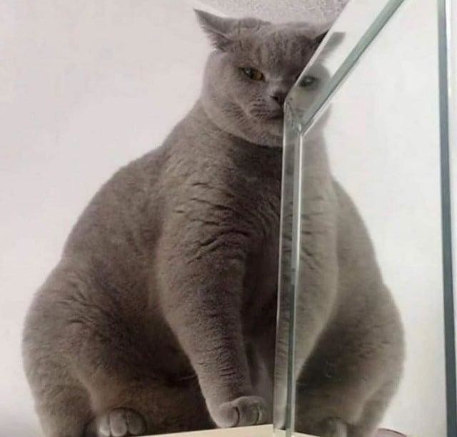 Очень толстый кот