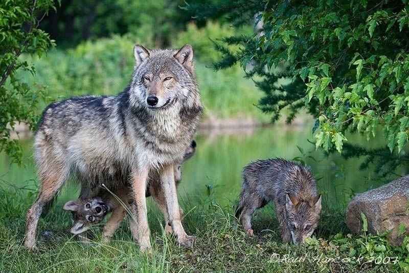 Волки в наших лесах