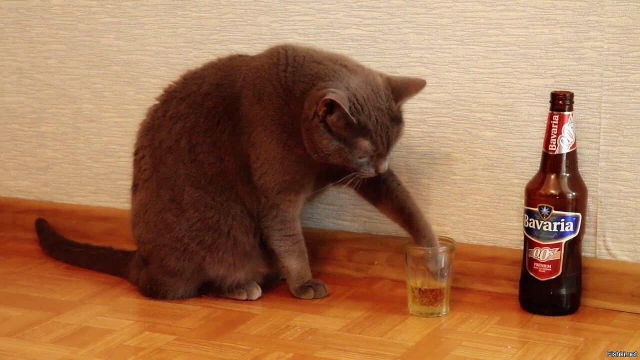 Кот С Пивом Картинки