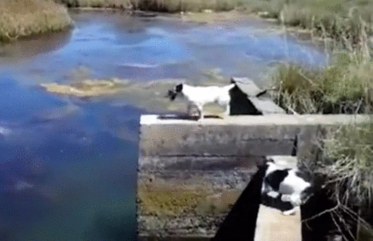 Гифки Гифки