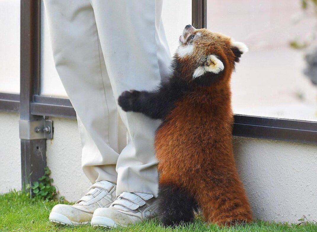 Красная панда фото на задних лапах фото и видео