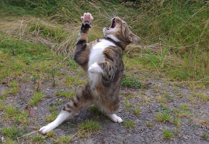  Танцующая кошка: