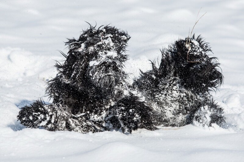 Снежные собаки: