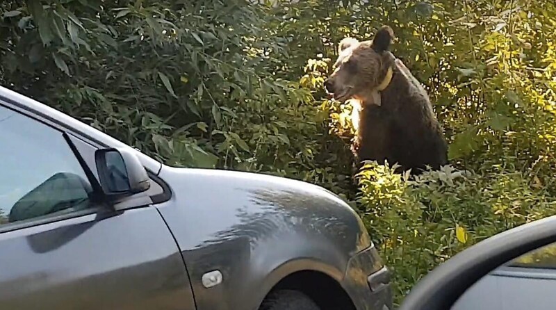 Медведи нарушили покой туристов и полакомились их едой