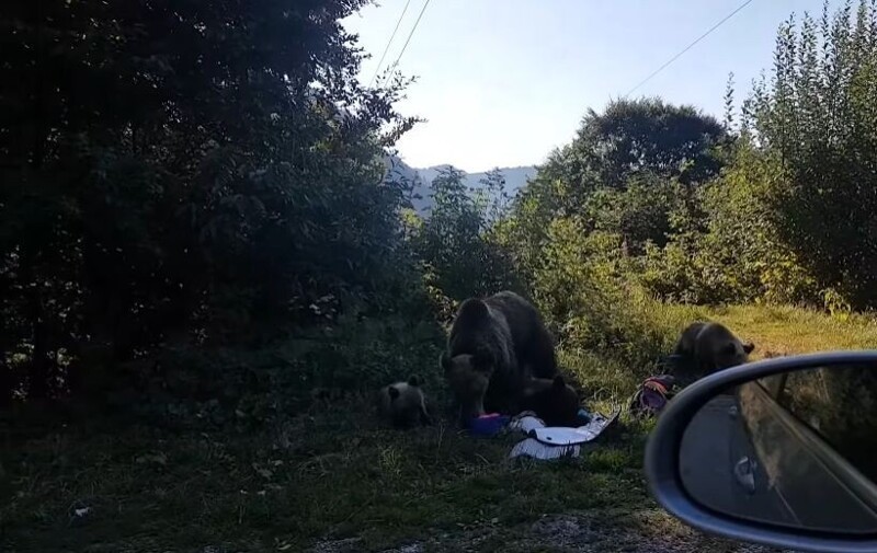 Медведи нарушили покой туристов и полакомились их едой