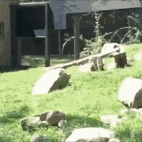 Котики Котики