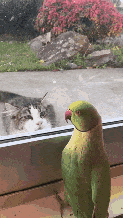 Котики Котики